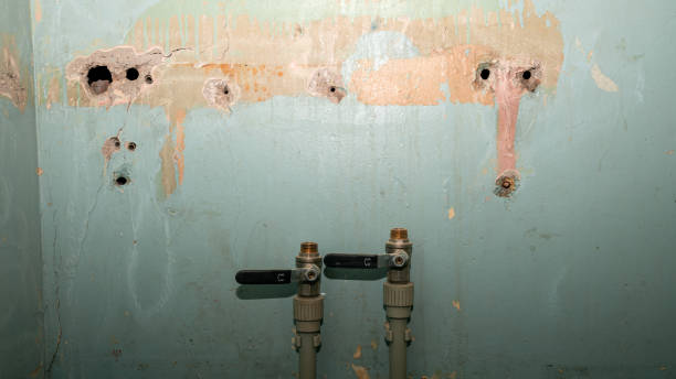 Best Basement water damage restoration  in Elgin, IL